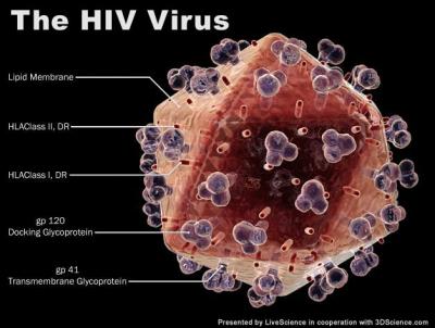 Identificado un nuevo receptor celular para el VIH